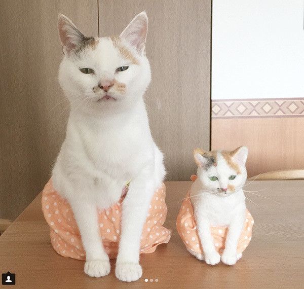 ぬいぐるみと猫