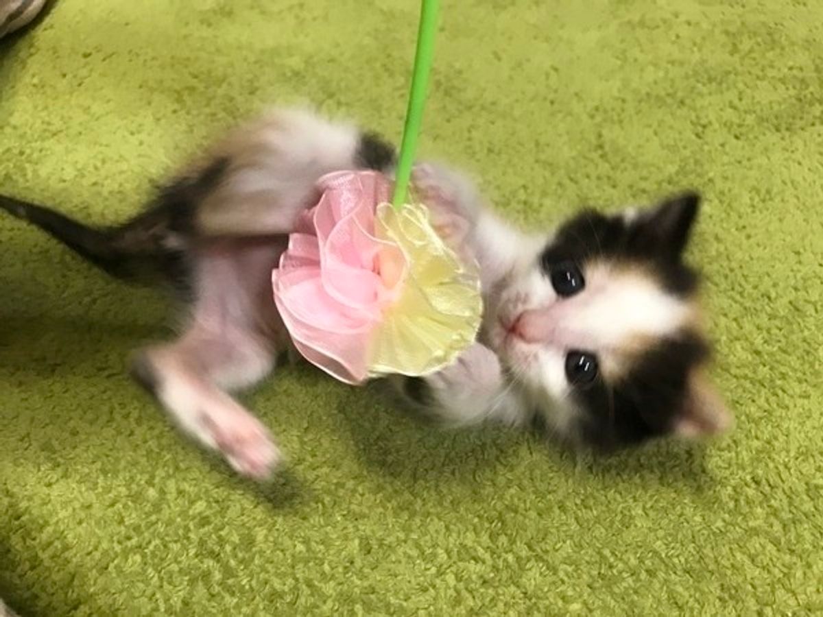 猫カフェスタッフに 猫の 傾向 を聞きました ねこのきもちweb Magazine 猫カフェスタッフに 猫の 傾向 を聞きました ねこのきもちweb Magazine