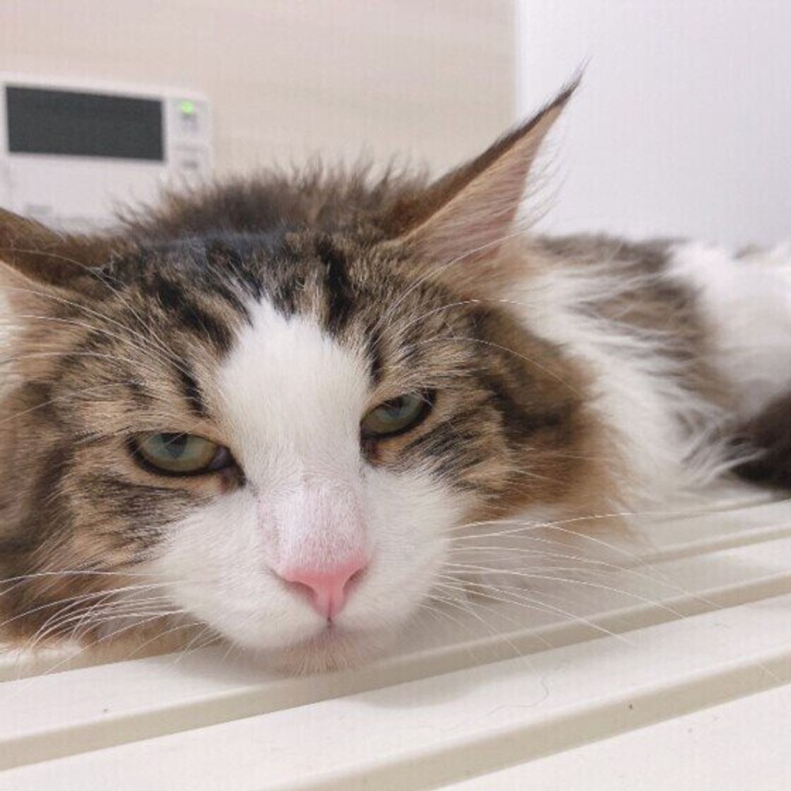 獣医師監修 猫にシャンプーって必要 やり方 嫌がる猫への対処法 おすすめ商品も ねこのきもちweb Magazine 獣医師監修 猫にシャンプーって必要 やり方 嫌がる猫への対処法 おすすめ商品も ねこのきもちweb Magazine