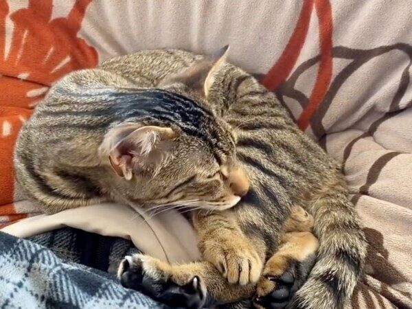 くつろぐハクくん