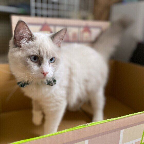 ラグドールのほっけくん