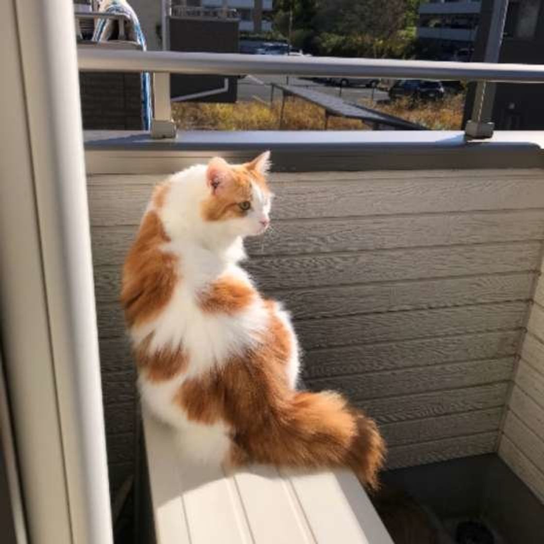 専門家監修 茶 白の猫ってどんな猫 特徴や性格など徹底解説 ねこのきもちweb Magazine 専門家監修 茶 白の猫ってどんな猫 特徴や性格など徹底解説 ねこのきもちweb Magazine