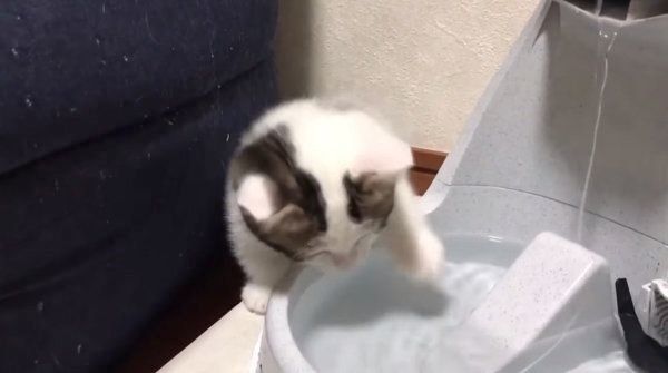 困った水の飲み方をする子猫