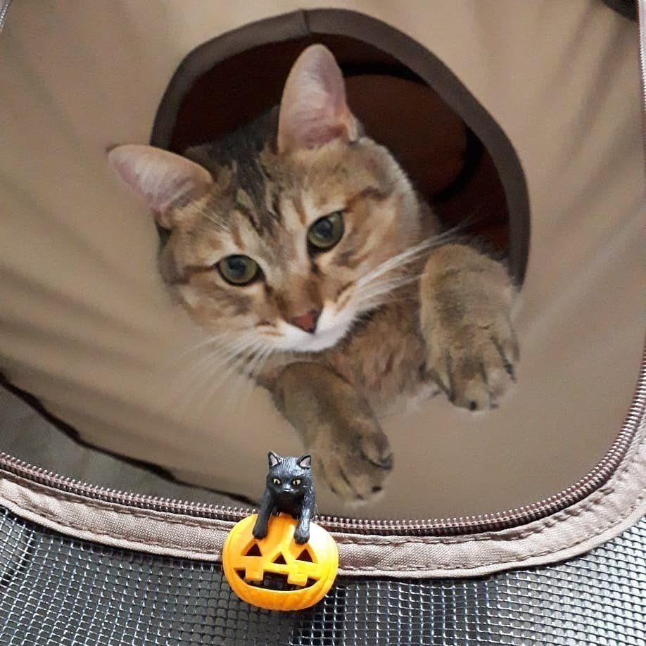 猫に狙われるカボチャに乗ったふちねこ