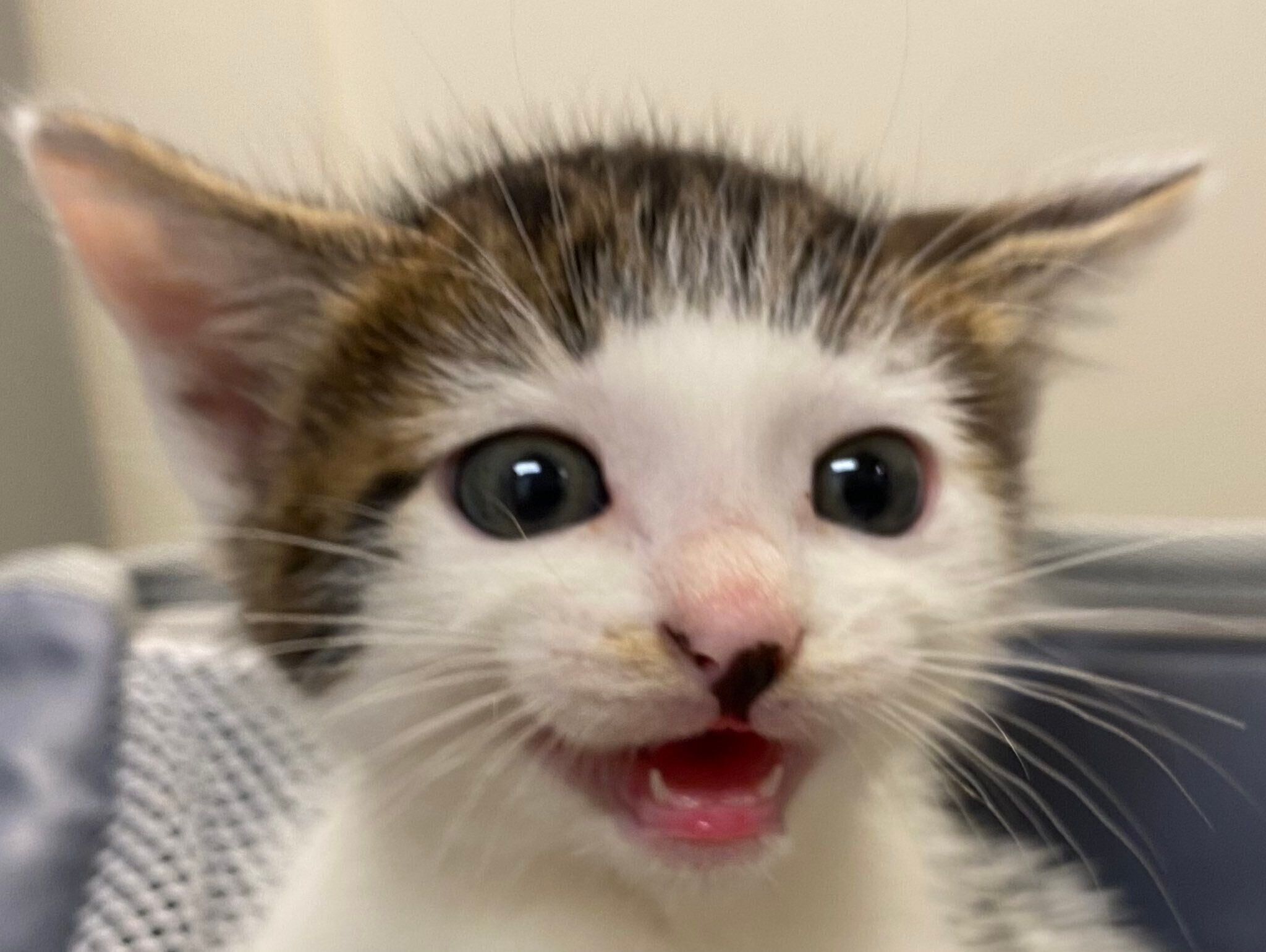 鳴いているセロイくん