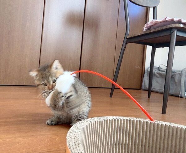 猫じゃらしで遊ぶどんぐりくん