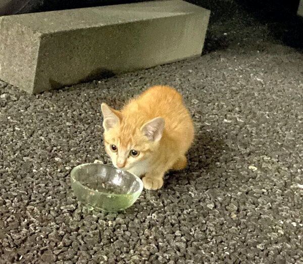 ごはんを食べるハマグリちゃん