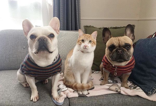 フレンチ・ブルドッグと猫