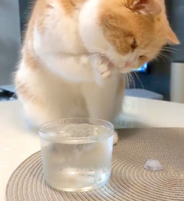 氷水で遊ぶスコティッシュフォールド