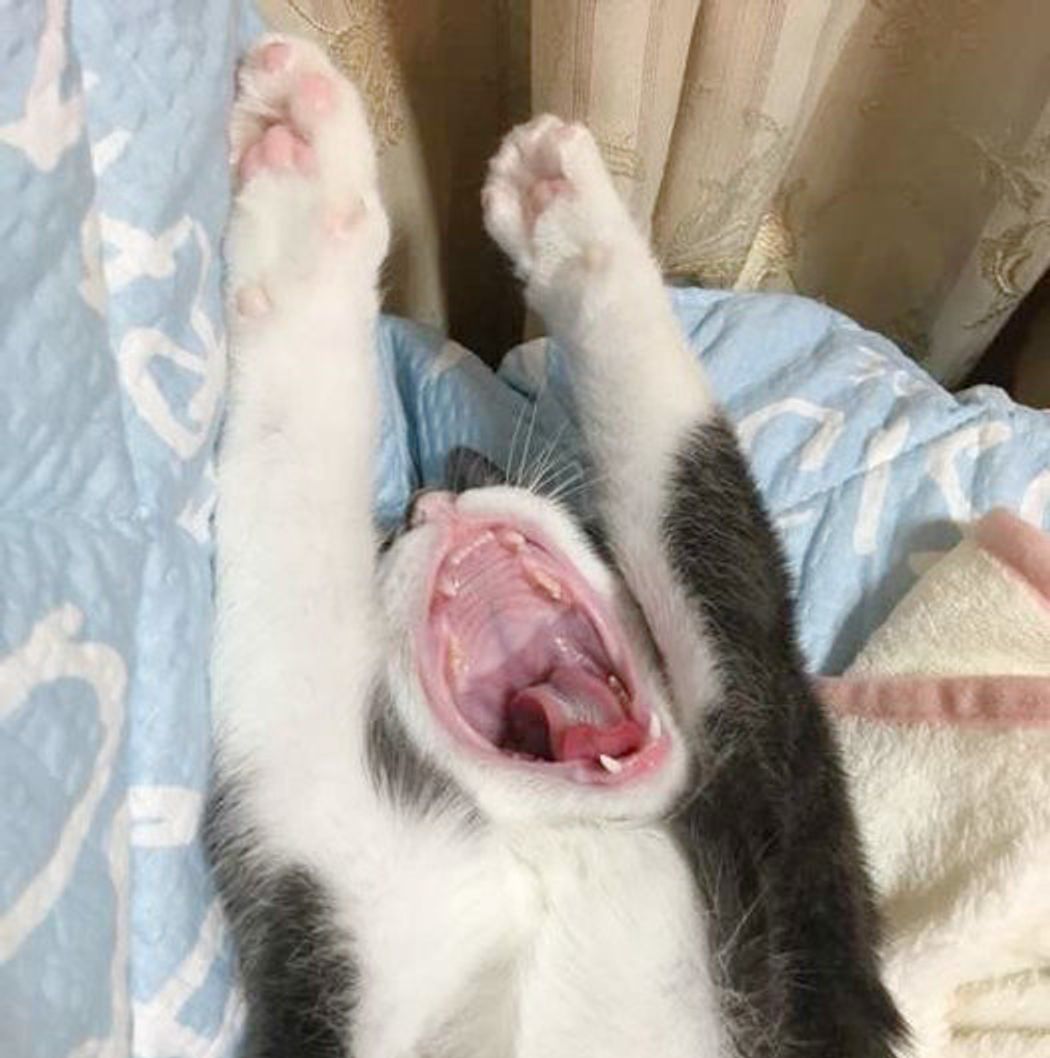 眠いから だけじゃない 猫があくびをするときの心理 ねこのきもちweb Magazine 眠いから だけじゃない 猫があくびをするときの心理 ねこのきもちweb Magazine