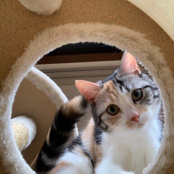 キャットタワーから下を覗くマンチカンのきなこちゃん