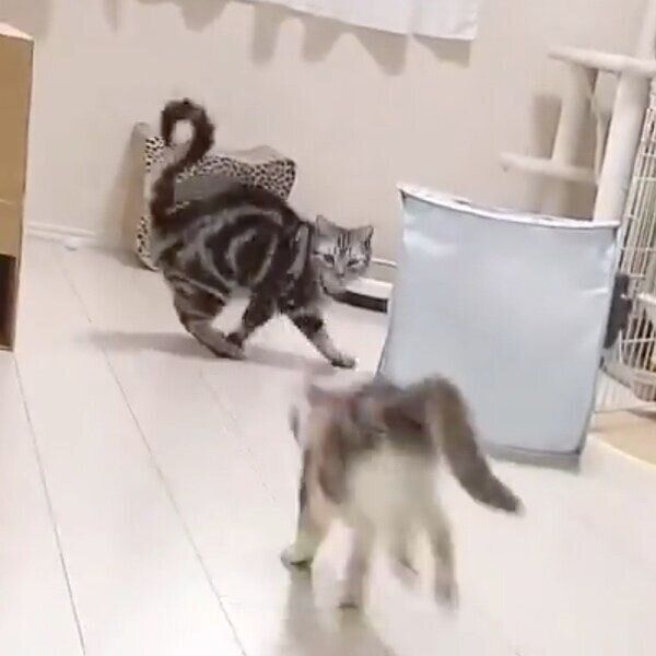 追いかけっこをするりんくんとみゅーちゃん