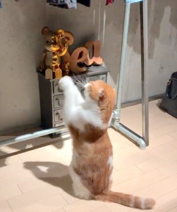 おねだりポーズをするスコティッシュフォールド