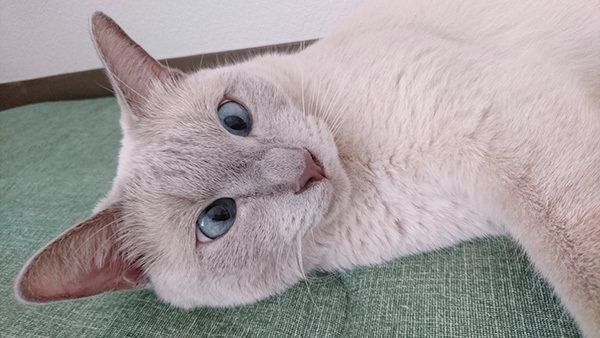 トンキニーズのスースちゃん