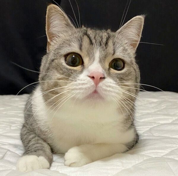 くつろぐもちまるくん