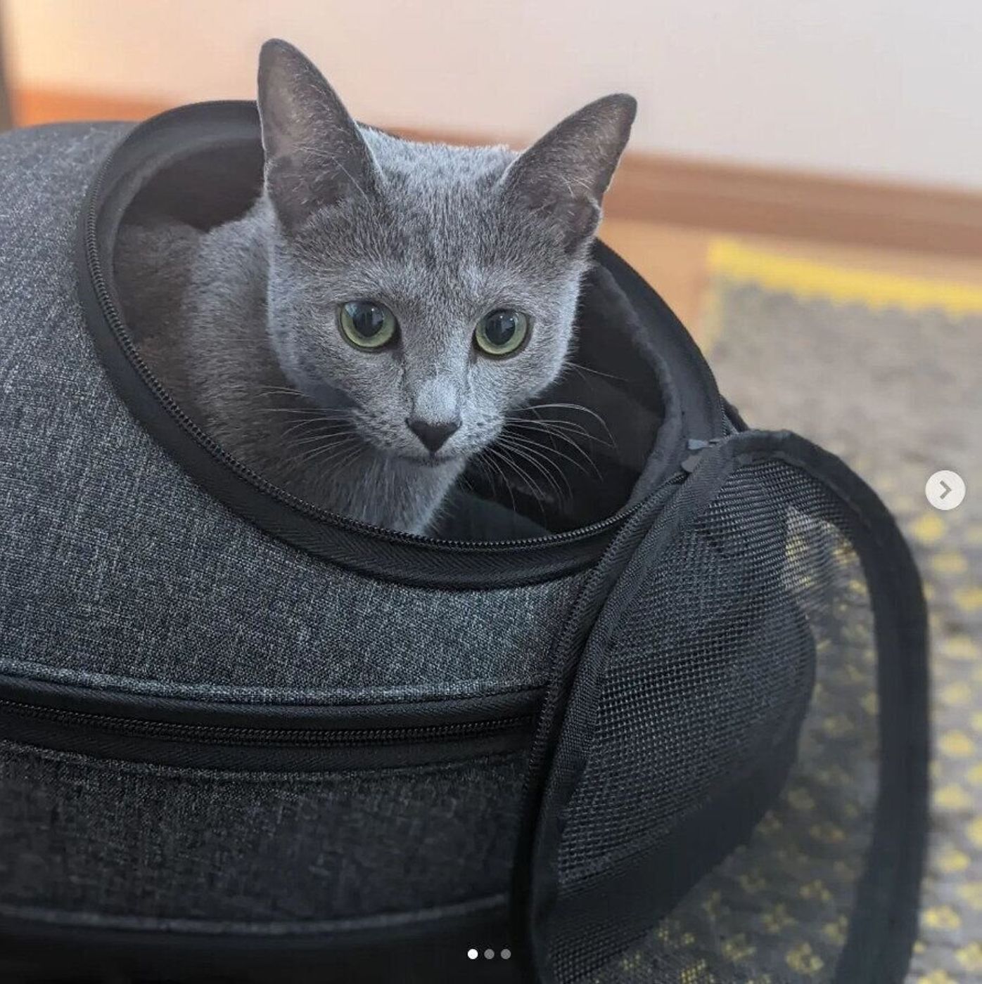 22年最新 猫用のリュック型キャリーケース 獣医師に聞いた選び方 使い方のコツ ねこのきもちweb Magazine 22年最新 猫用のリュック型キャリーケース 獣医師に聞いた選び方 使い方のコツ ねこのきもちweb Magazine