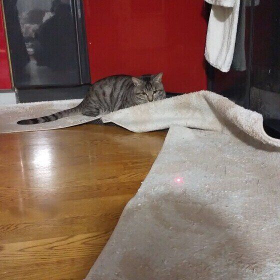 レーザーポインターで遊ぶ猫