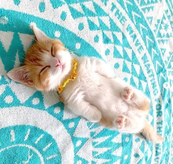 ヘソ天する茶太くん