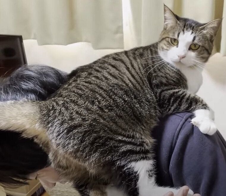 父に乗っかる猫