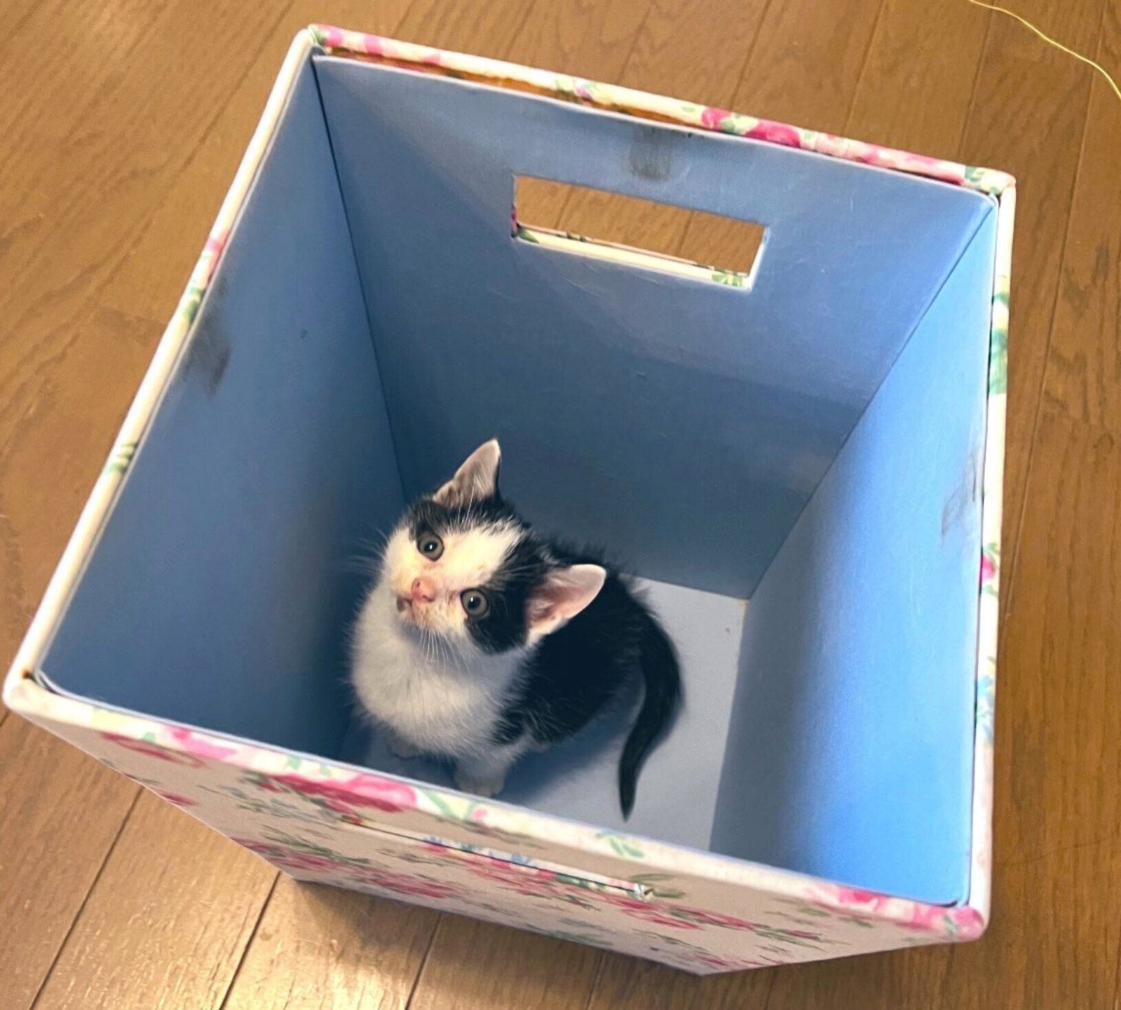 生後3週齢ごろに撮影したまめちゃん。