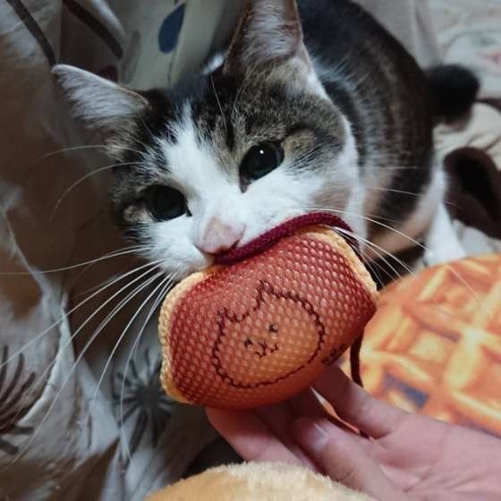 おもちゃを咥えるプリン