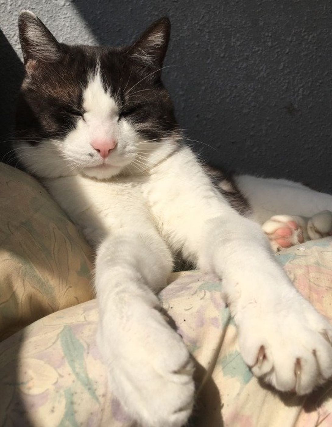 猫から漂う甘いニオイ なぜスイーツのようなニオイがするの ねこのきもちweb Magazine 猫から漂う甘いニオイ なぜスイーツのようなニオイがするの ねこのきもちweb Magazine