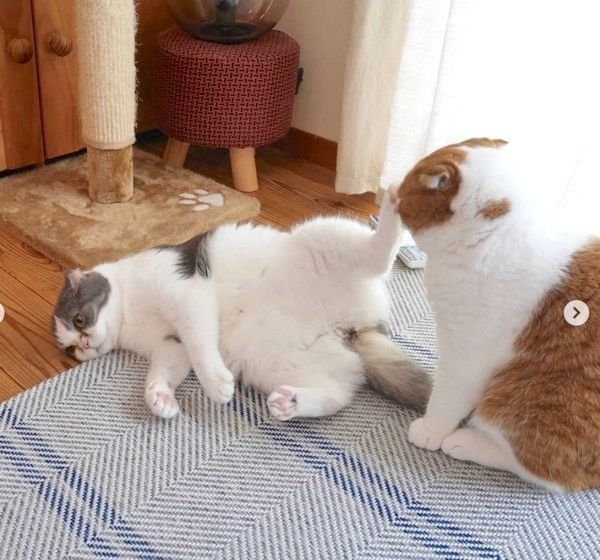 乱闘するスコティッシュフォールド