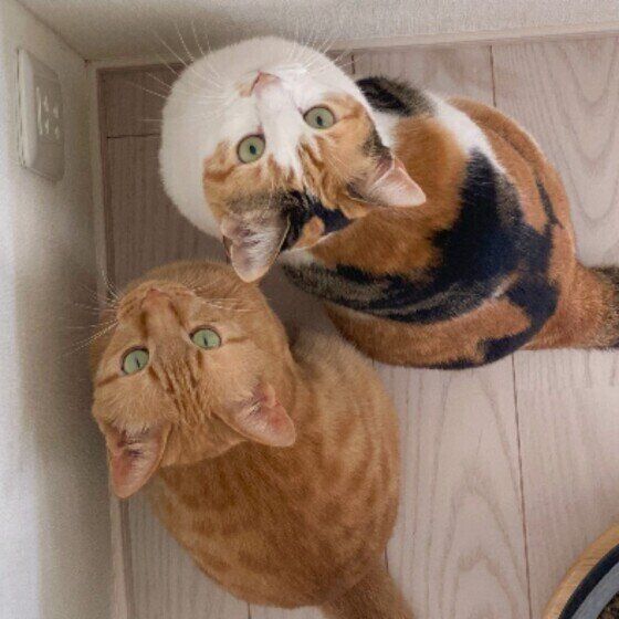 虫を見つめる猫