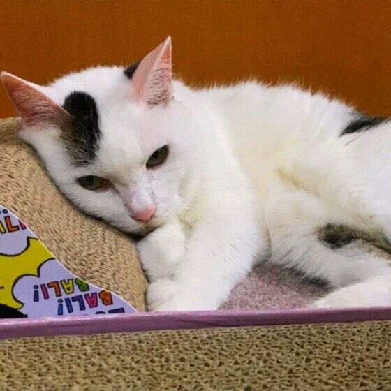 ぼーっと寝転がるキジ白猫