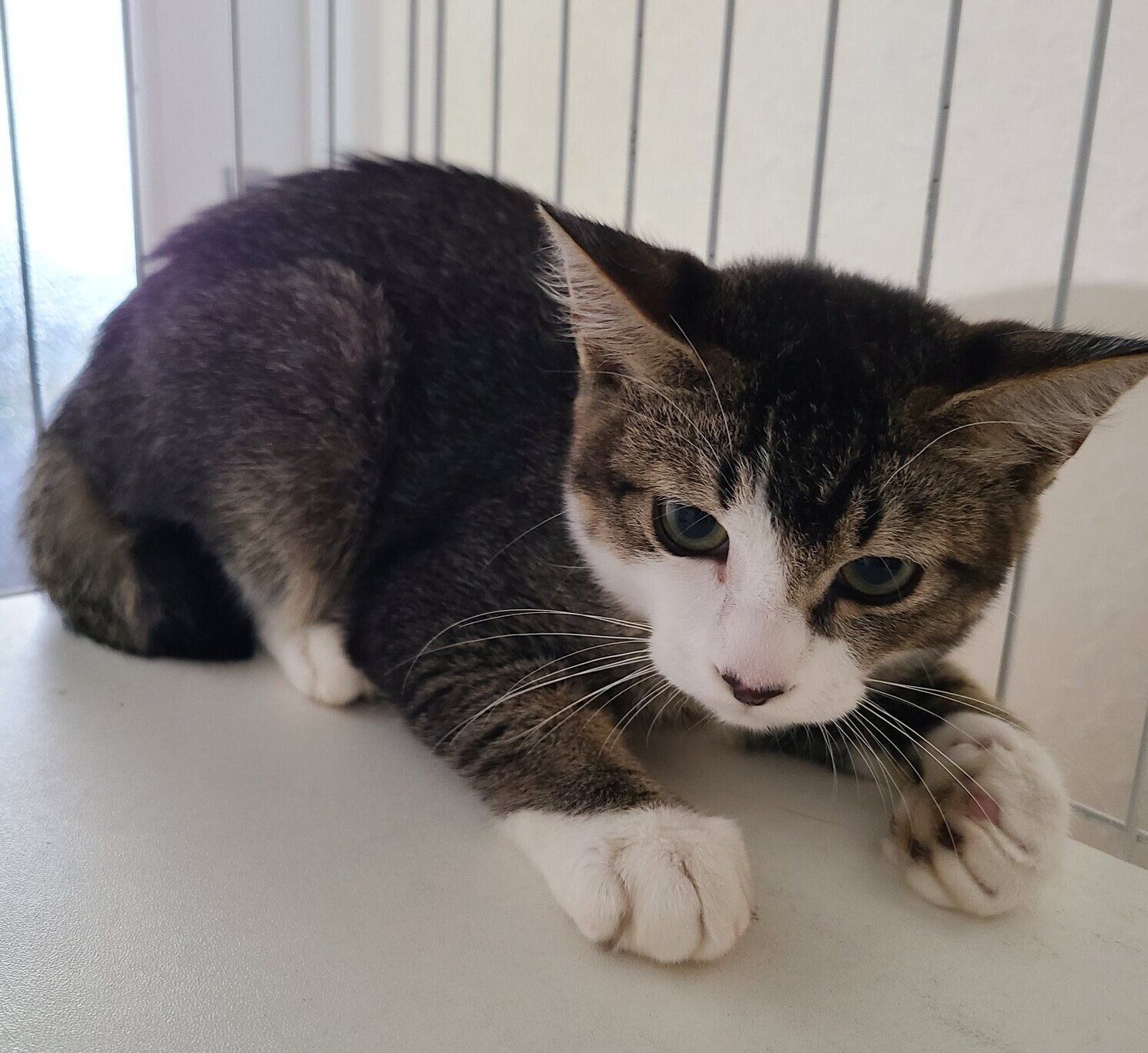 お迎え当時のあずきくん。