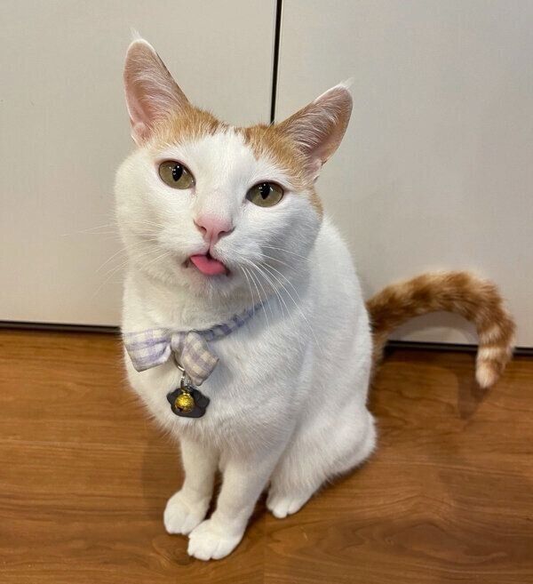 舌をぺろっと出すむぎくん