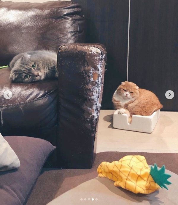 マンチカンのポポタちゃんとスコティッシュフォールドのピノコちゃん