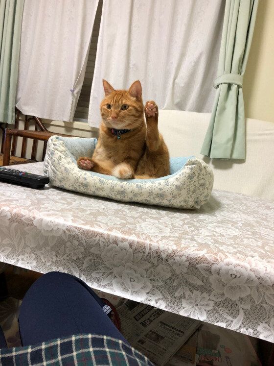 後ろ足を上げているMIX猫