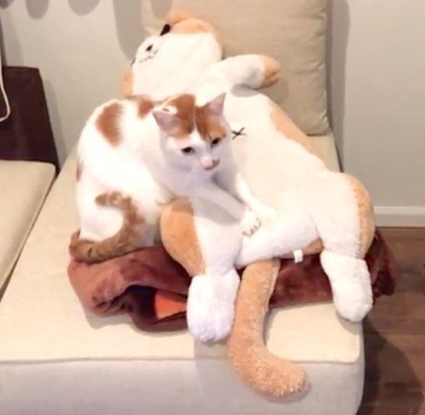 ぬいぐるみにフミフミするタルトちゃん