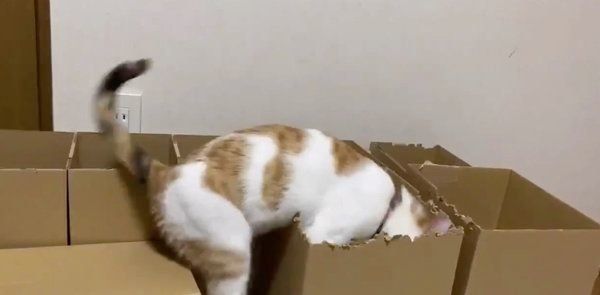 ダンボールで遊ぶ猫たち