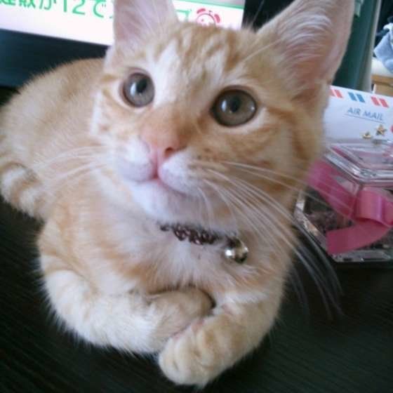 上を見上げる茶トラ