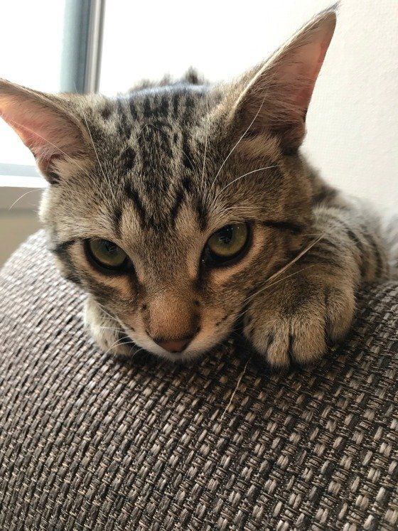 構ってほしい様子の猫