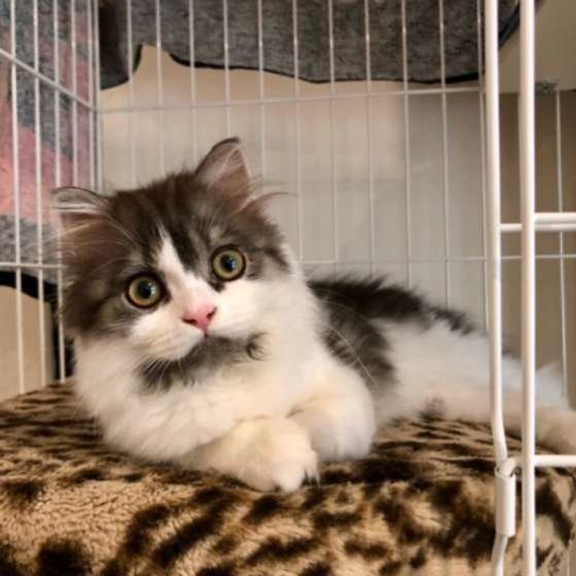 猫の家出を防止するために 猫の気持ちと対策を解説 ねこのきもちweb Magazine 猫の家出を防止するために 猫の気持ちと対策を解説 ねこのきもちweb Magazine