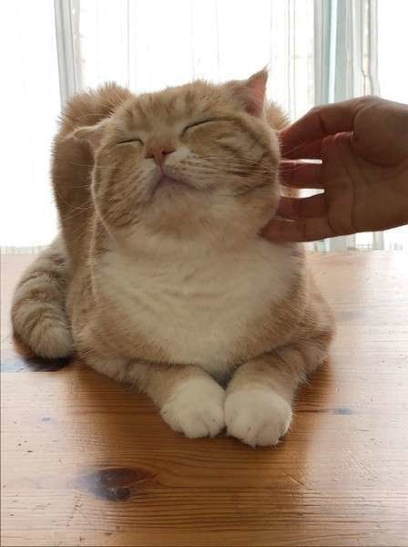 なでられるスコティッシュフォールド