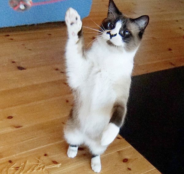 立ち上げる猫