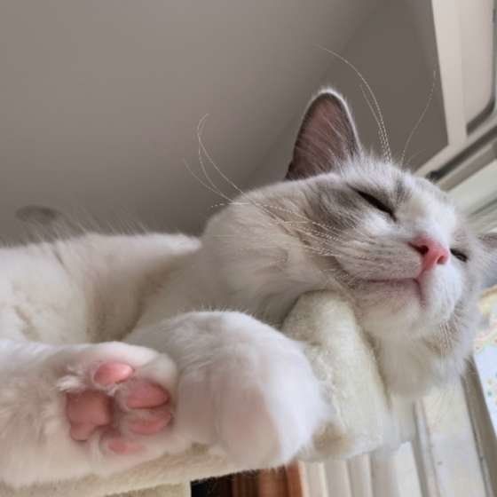 キャットタワーで眠るラグドール