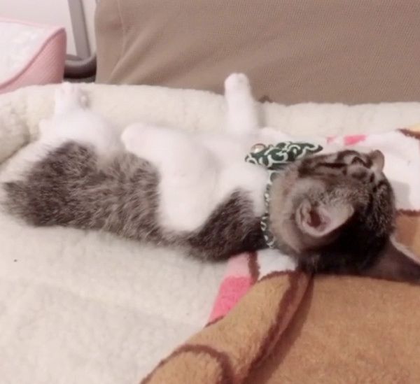 リラックスする子猫