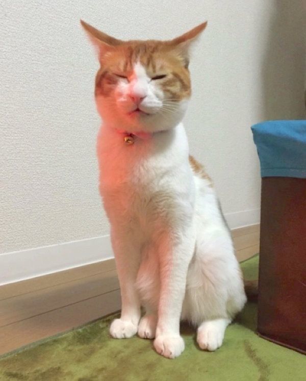 ちゅ〜るを食べる猫