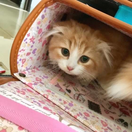 ランドセルの中に入るスコティッシュフォールド・ロングヘア