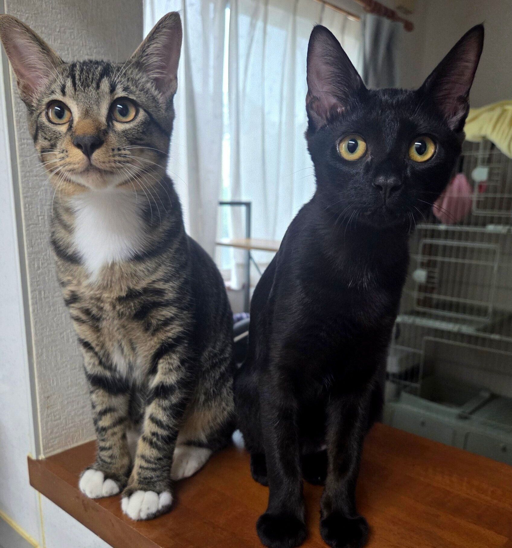 推定生後4カ月半ごろのバルくん、メイちゃん。