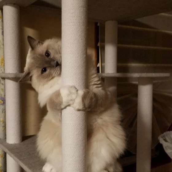 ラグドール・あおくん・キャットタワー