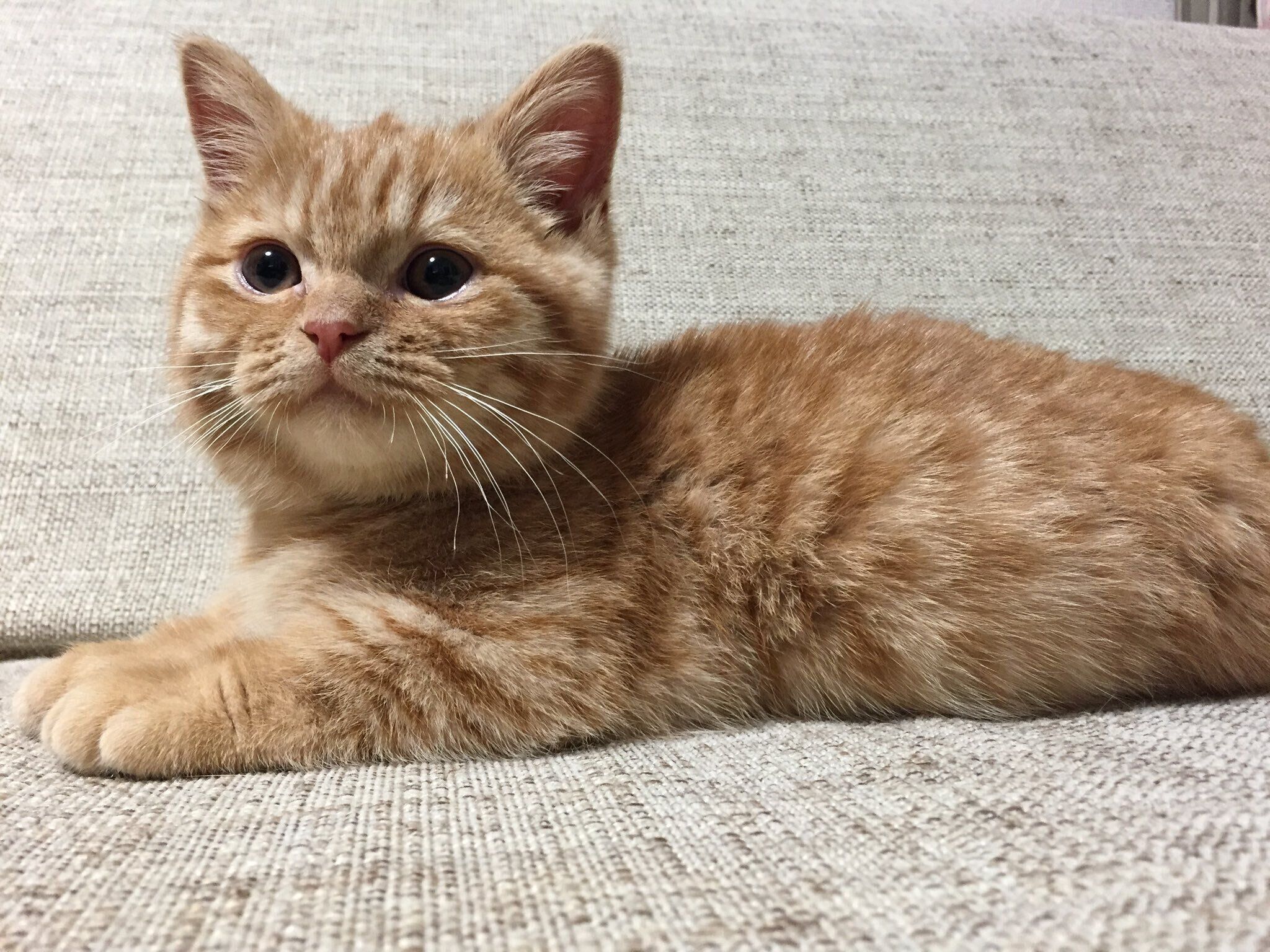 ぬいぐるみから抱き枕に！？ ミヌエット子猫の成長ビフォーアフターが