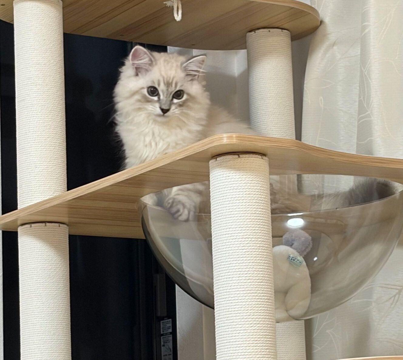 キャットタワーに登るかるびくん