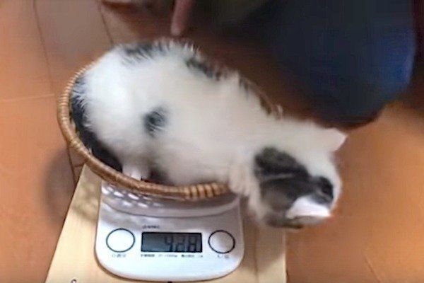 体重測定をする子猫