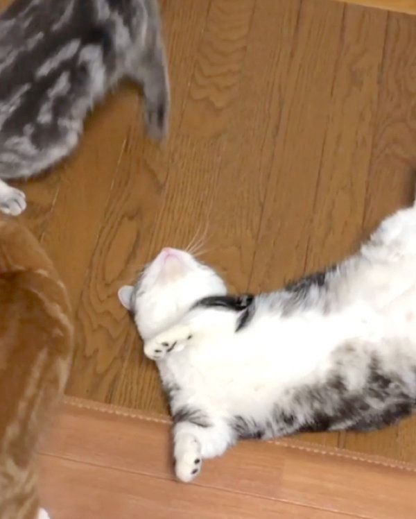 かまってもらいたいマンチカン